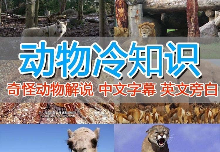 外面卖1699的国外纪录片解说（动物解说、美食、动画片）稳过中视频-问小徐资源库